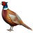 Фазан