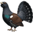 Глухарь