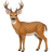Косуля (самцы, весна-лето)