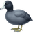 Лысуха