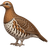 Рябчик